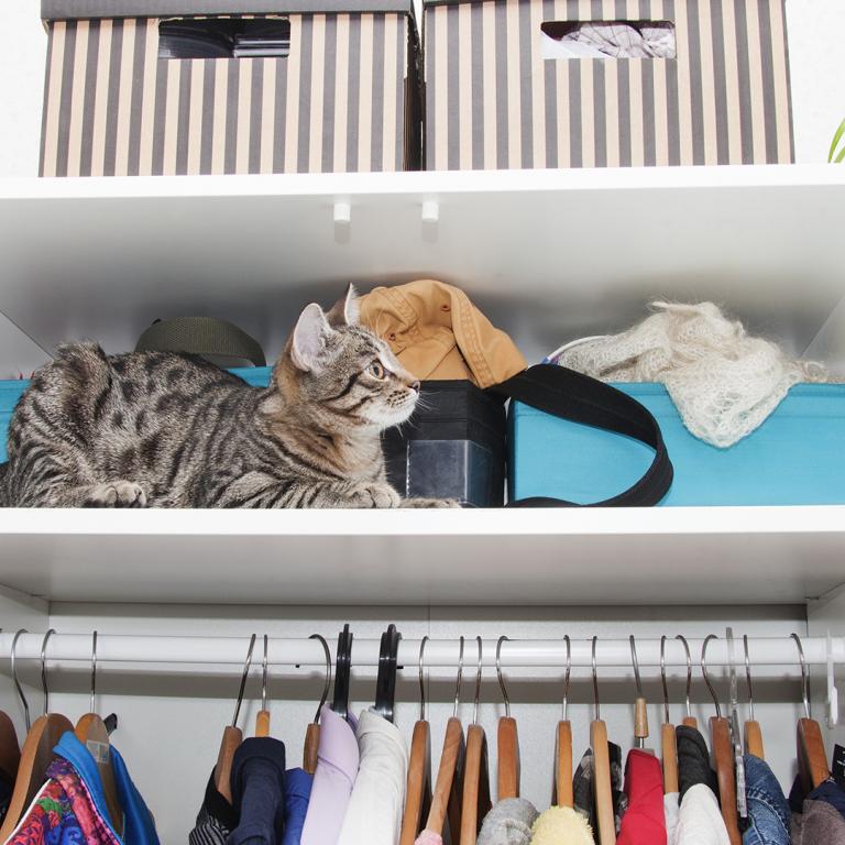 cat in closet during spring cleaning